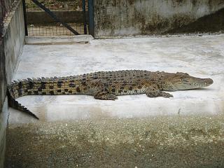 Anaconda hp 055